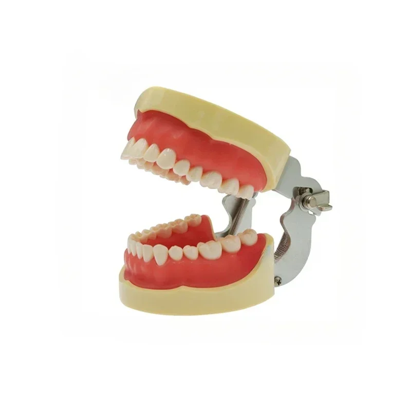 

Dentals resins tooth root canal jaw demonstrates for practiceTypodonts Exam Prep Models/Education