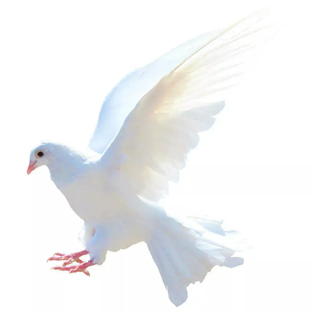 Peace Dove Wall Stickers for Living Room Bedroom Bathroom Vinyl Decals Scratch-Proof Home Decoration Animal Wall Accessories view 5