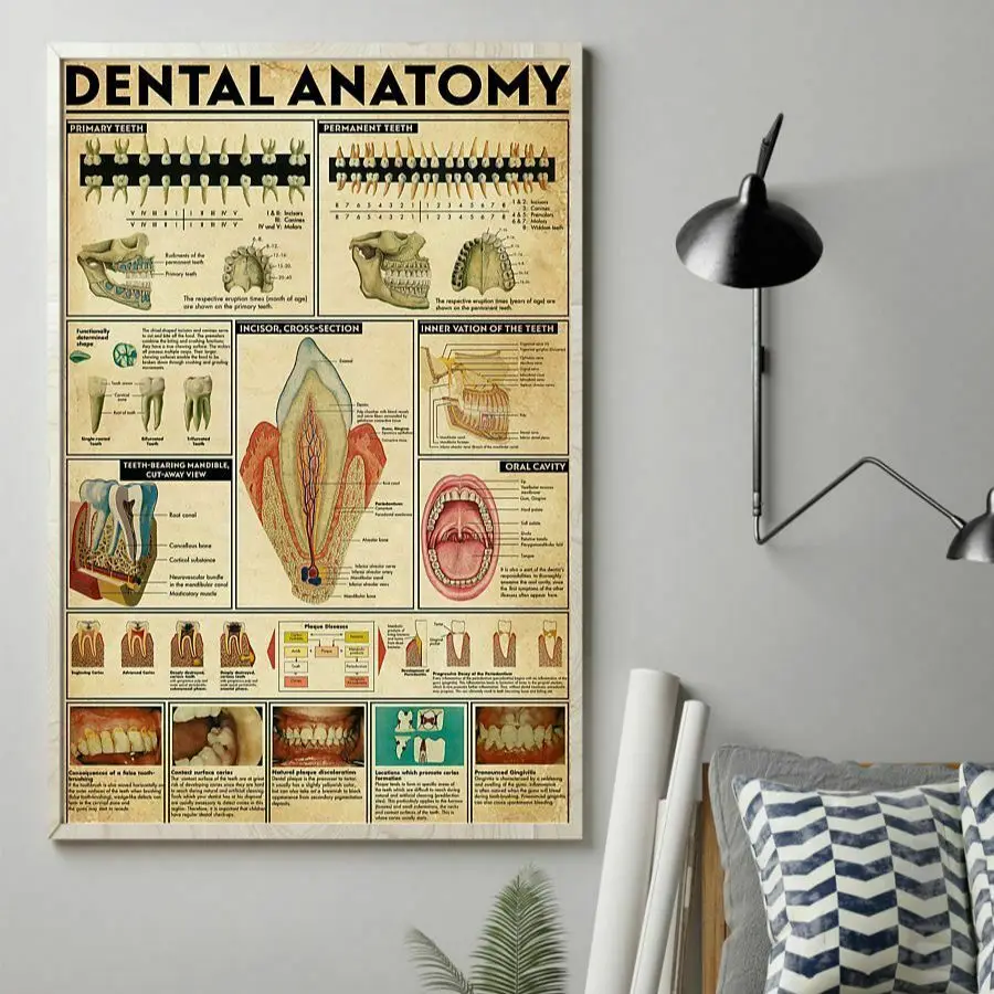 Tooth Dentist Dental Anatomy Vertical Clinic Teeth Mural Wall Art Pictures Posters Canvas Paintings Room Decorations Home Decor