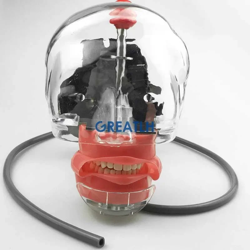 Simple Head Model Dental Simulator Phantom Head for Dentist Education Dentist Teaching /Head Model Phantom for Training Apparatu