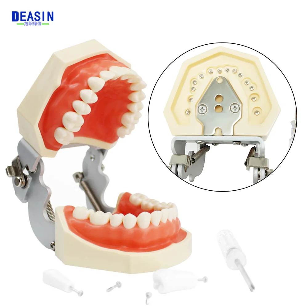 

28/32 DentalTeeth Model For Dentist Dental Student Studying Education Display Dentistry Typodont Models With Removable Tooth