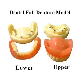 Dental pełna proteza Model Overdenture magnetyczne mocowanie górne badanie żuchwy