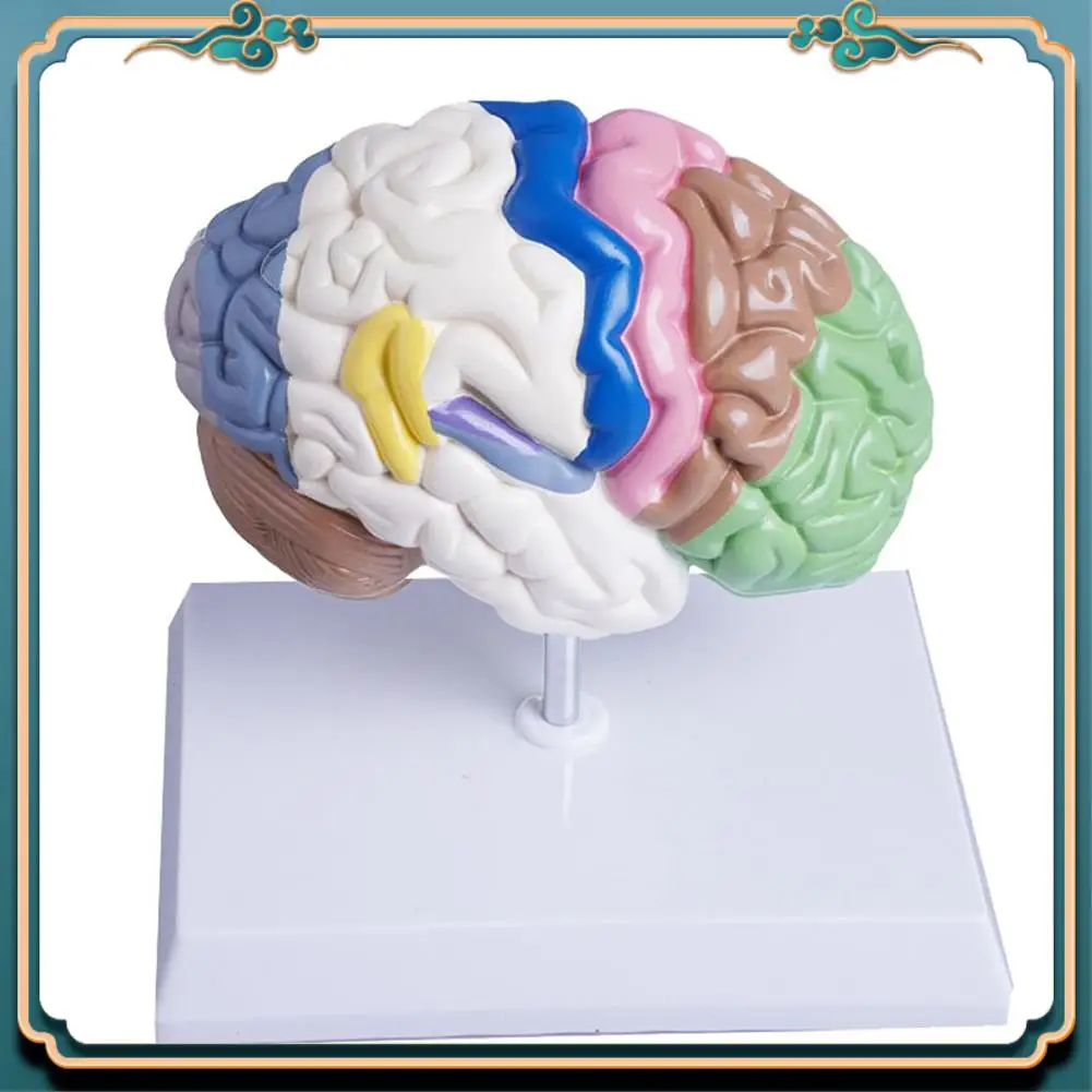 (ใหม่)-มนุษย์ครึ่งสมอง Anatomy ขนาดกายวิภาค,สมองเครื่องมือการสอนใช้,หลอดเลือดแดงสมองรุ่น