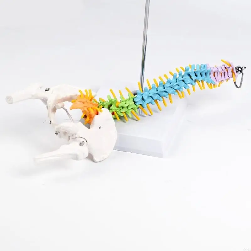 cora-struttura-pieghevole-modello-vertebrale-in-pvc-da-50-per-istruzione-scolastica