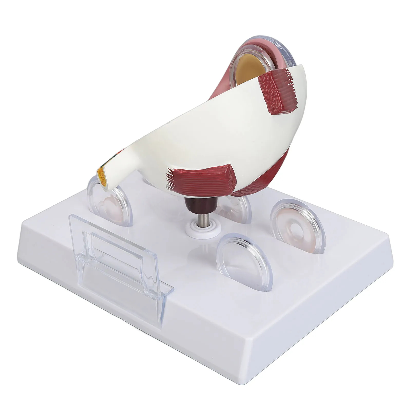 Human Eye Anatomical Model Accurate Display Enlarged Medical Eyeball Explanation Model with Card