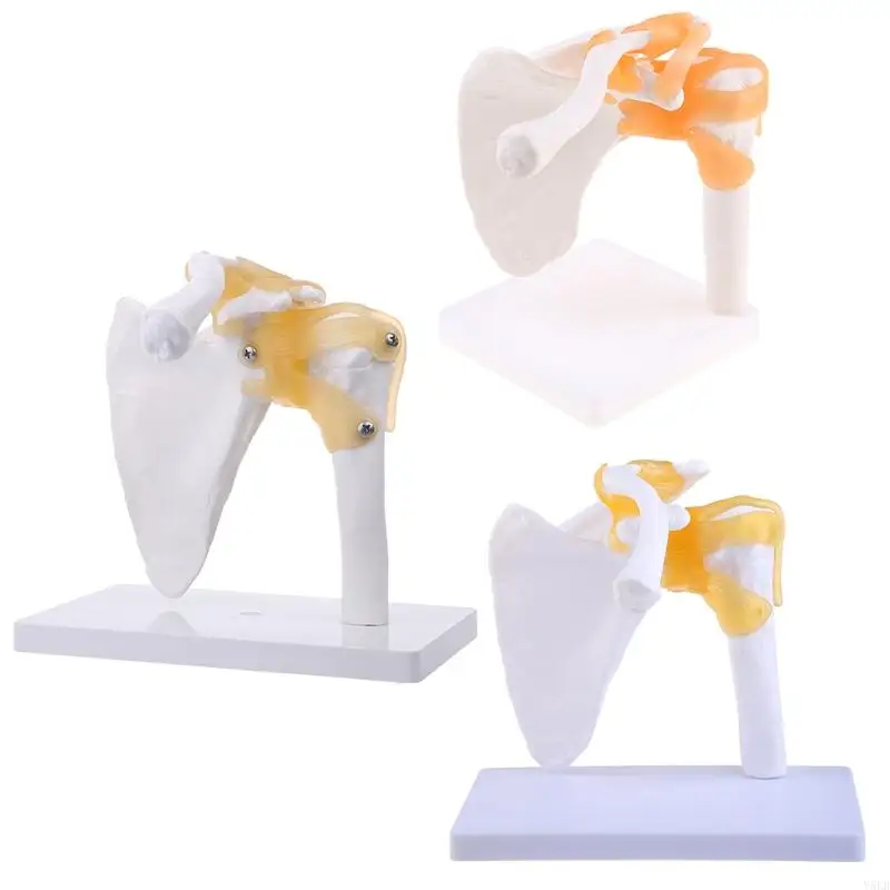 Y5LB Functional Anatomical Life Size Human Anatomy Skeleton Shoulder Joint Bone Muscl