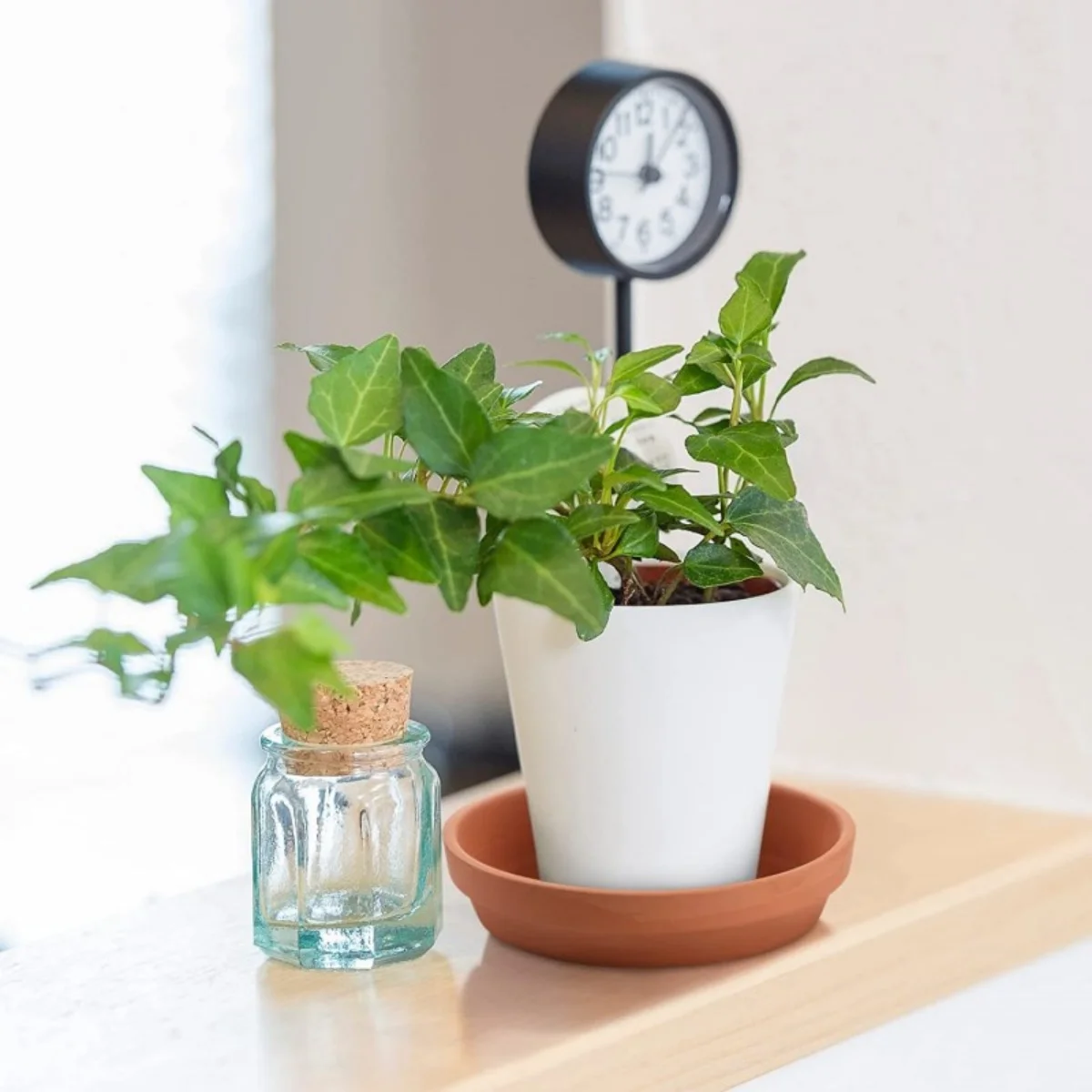 12 Packs 2.8 Inch Terracotta Plant Saucers, Fit 2-3 Inch Small Flower Pots, Moisture Retentive Drip Trays to Prevent Water