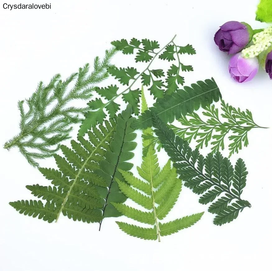 120pcs Pressed Dried Mixed Leaves Plants Herbarium For Jewelry Making Postcard Frame Phone Case Craft DIY