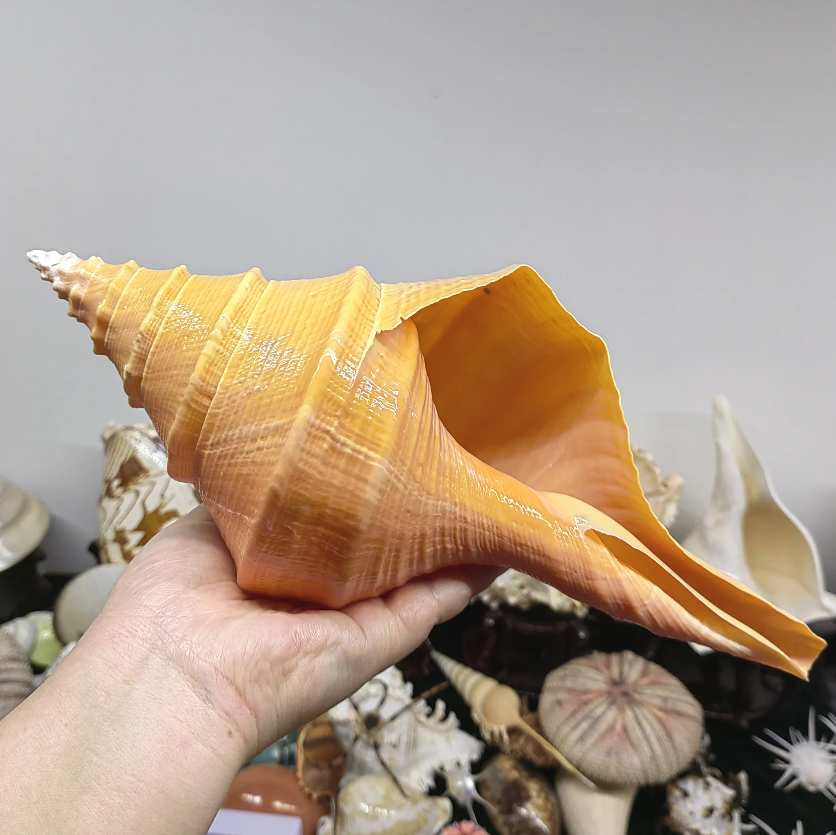 Conch Shell Naturally Spiral Microcosmic Flowerpot Aquarium Decoration Nautical Gift Family Beach Decor Shooting Props Seashell