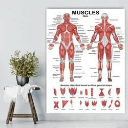 Premium Human Muscular System Anatomical Poster Comprehensive Clear for Student Clinician Nurses Doctor Studying L41E