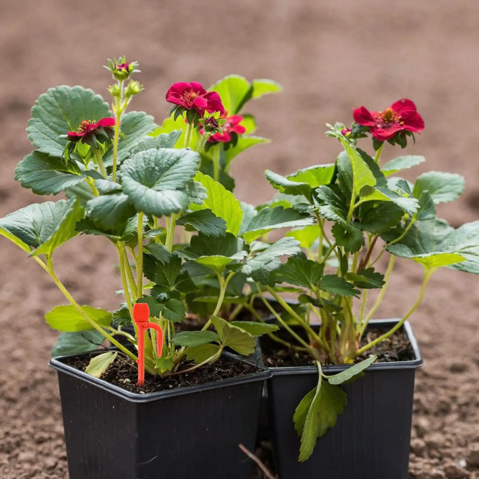 

Пластиковые зажимы для фиксации растений, фиксаторы для клубники, настенные крепления для вьющихся растений, многоразовые садовые фиксаторы для растений