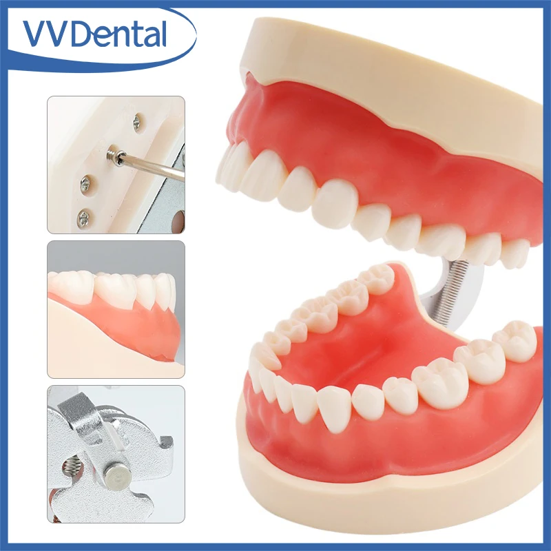 

Модель зубов VVDental 28/32 из мягкой жевательной смолы Typodont, стандартная съемная демонстрационная модель для тренировок
