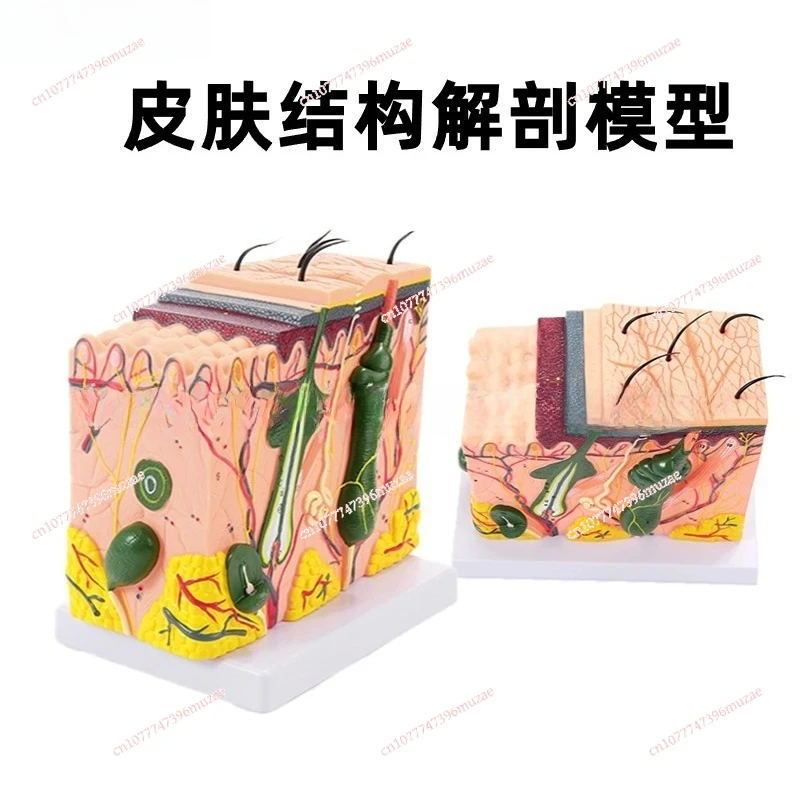 Stereoscopic Skin Tissue Structure Magnification Model Hierarchy Human Structure Hierarchical Anatomy Mold