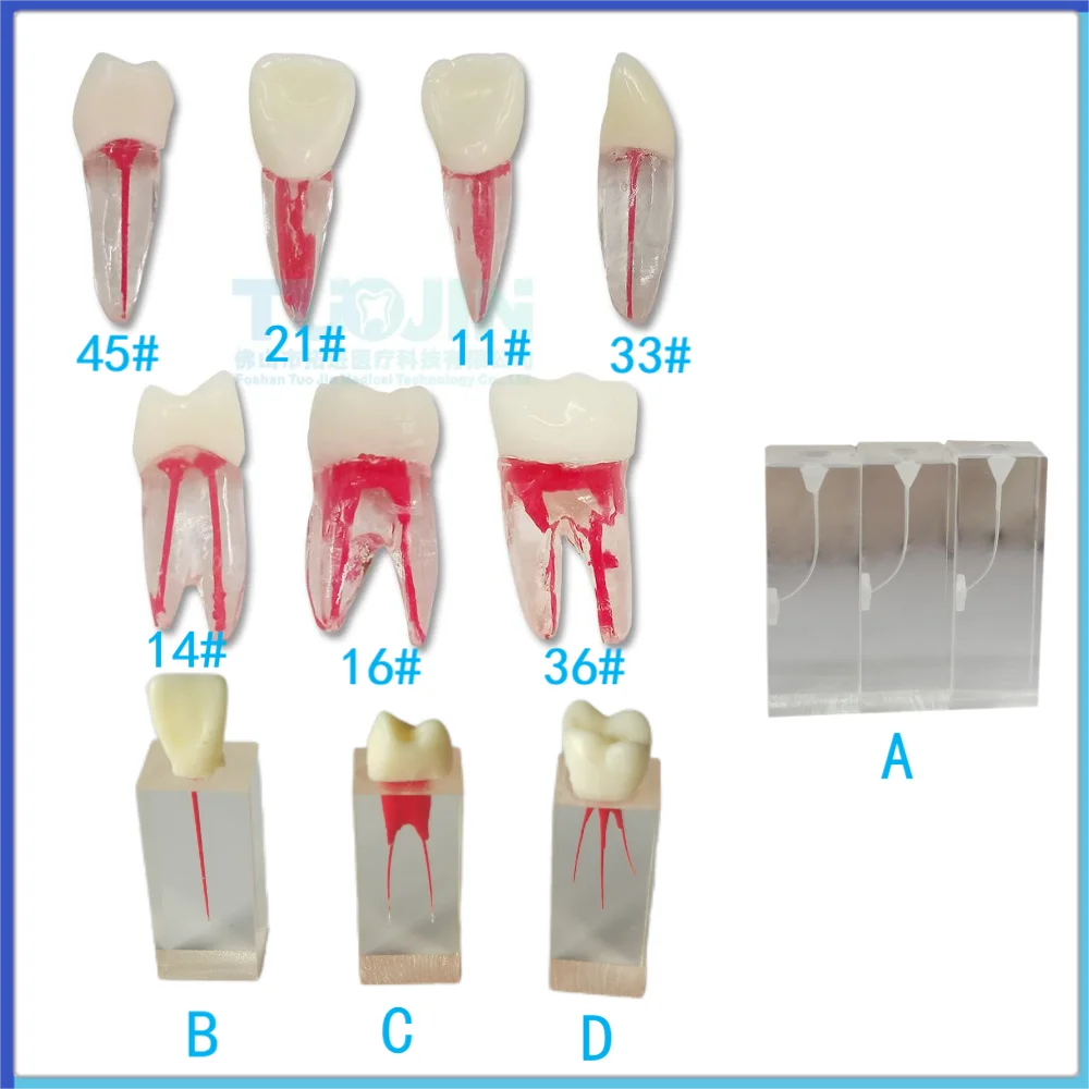 5 sztuk endodontycznych zębów Model zębów dentystycznych do badania zębów kanałowych do modeli Endo obrotowych