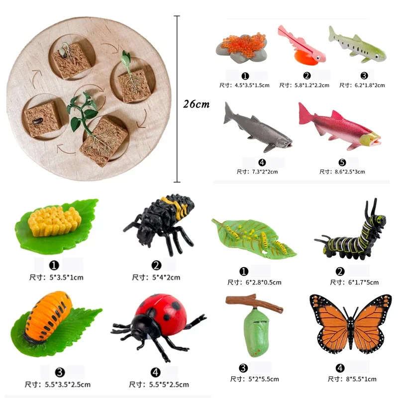 Animal Life Cycle Board Children Toys Montessori Teaching Aids Plant Animal Growth Cycle Model Set preschool cognitive Toys