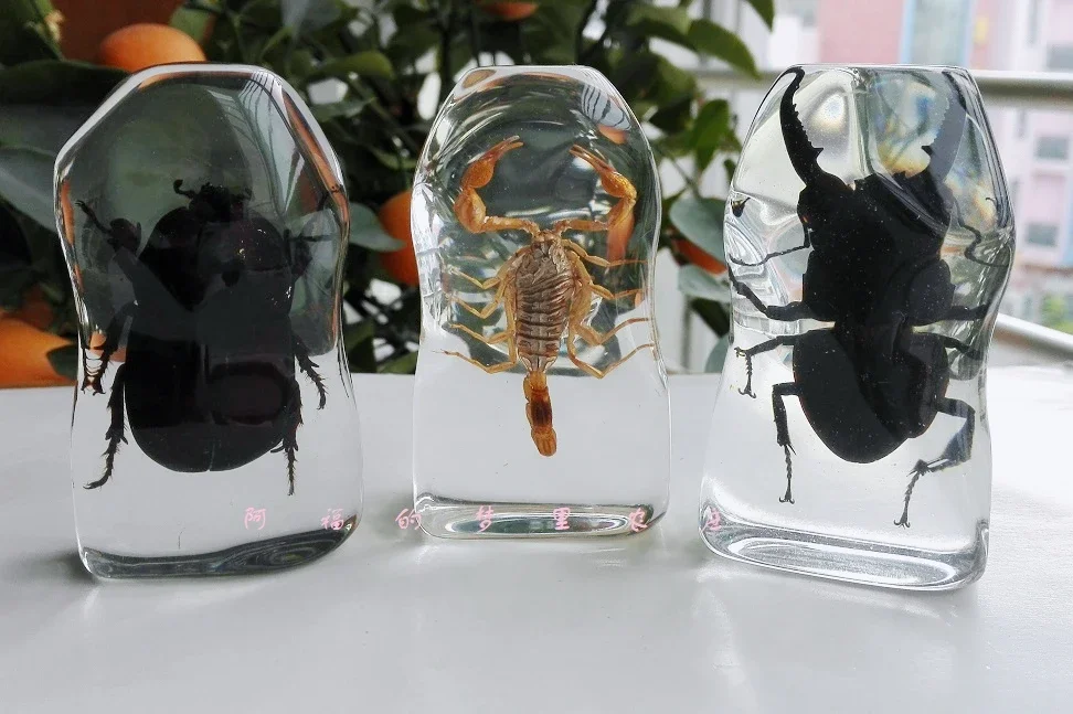 29 Real Resin Insect Specimens Beetles,Spiders Stag Beetles,Longhorn Beetles,Scorpions,Centipedes,Crabs,Specimen Small Ornaments