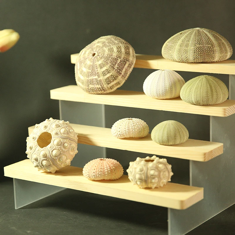 Collection of Natural Sea Urchin Shell Hotel Decorative Ornaments Specimens