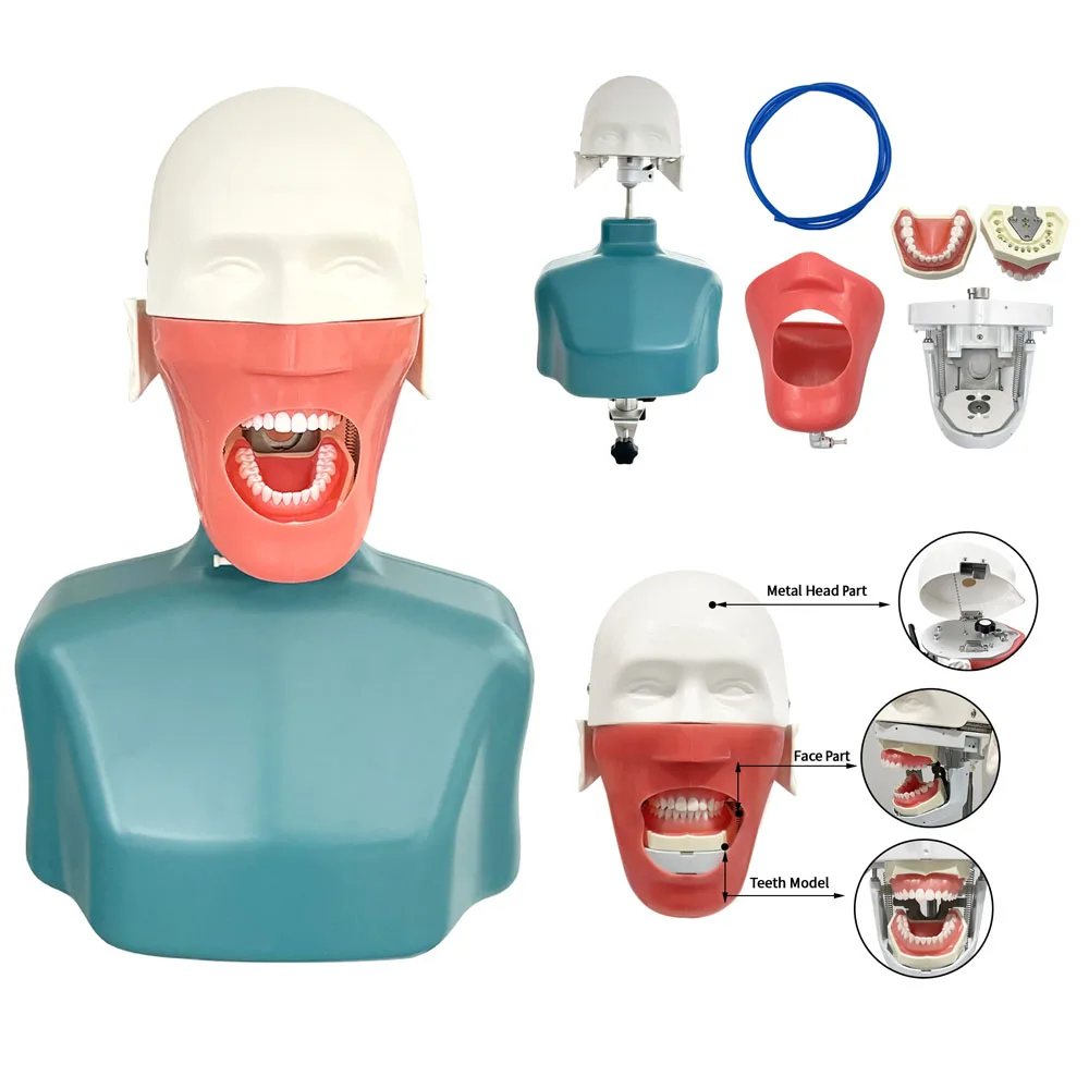

Dental Head Simulation Training Head Model with Shoulder Body Typodont Teeth Model Laboratory Training