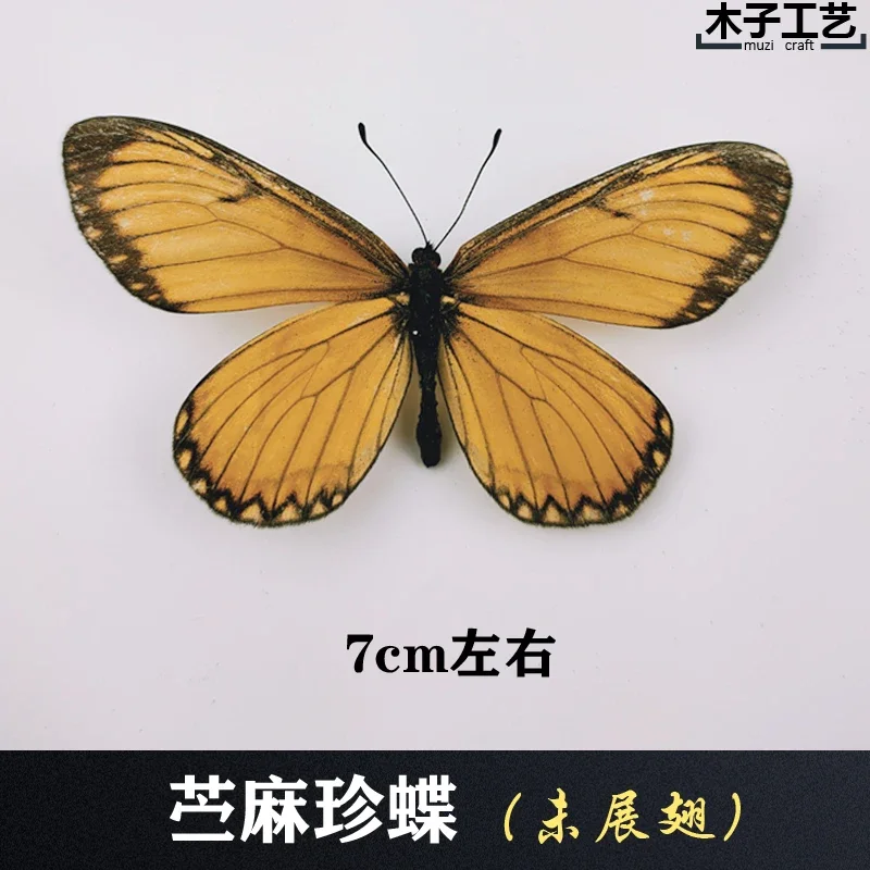 Real Butterfly Specimen Insect Specimen Teaching Specimen DIY Self-sealing Bags Optional Varieties  home accessories