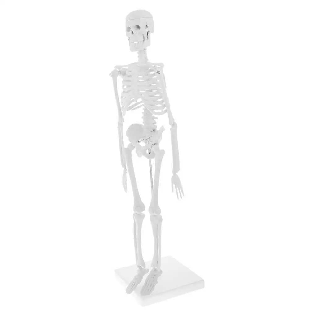 Realistic Skeleton Model Human Body Educational Toy for Kids School Project Removable Movable Parts