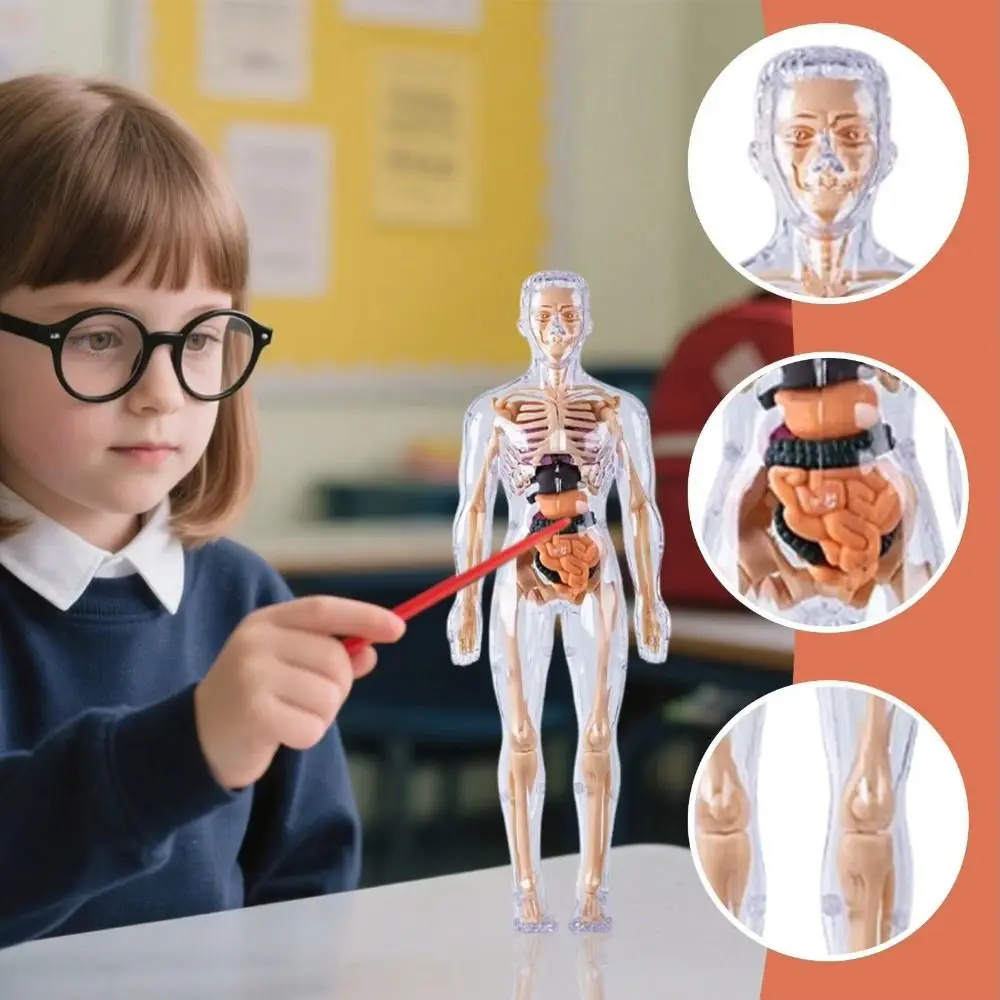 

Plastics 3d Human Torso Model DIY Mannequin Transparent Science Cognitive Puzzle Education Montessori Skeleton Model