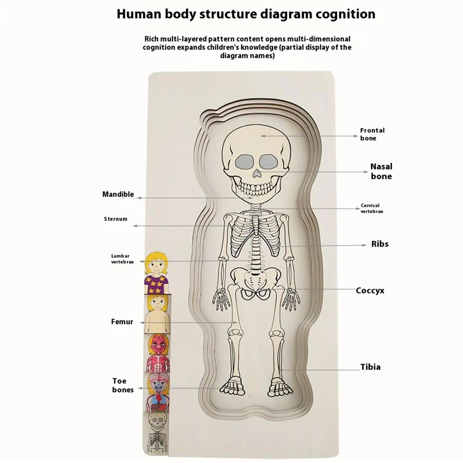 Quebra-cabeça multicamadas de madeira, estrutura do corpo humano, jogo de quebra-cabeça, crianças, meninos, meninas, brinquedos educativos montessori para crianças