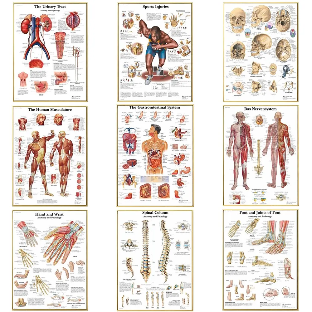 Anatomy Muscle System Wall Art Canvas  Scientific Body Map Poster for Medical Room Decor