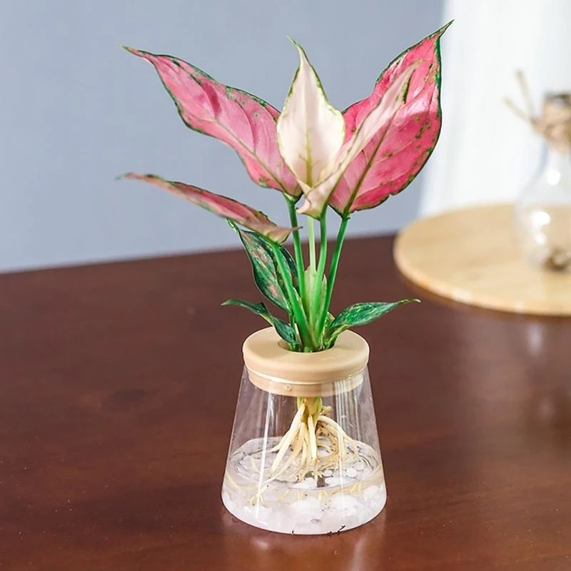 

Low Maintenance Hydroponic Planter Tabletop Vase with Breathable Materials for Succulents Bonsais Busy Plant Enthusiasts