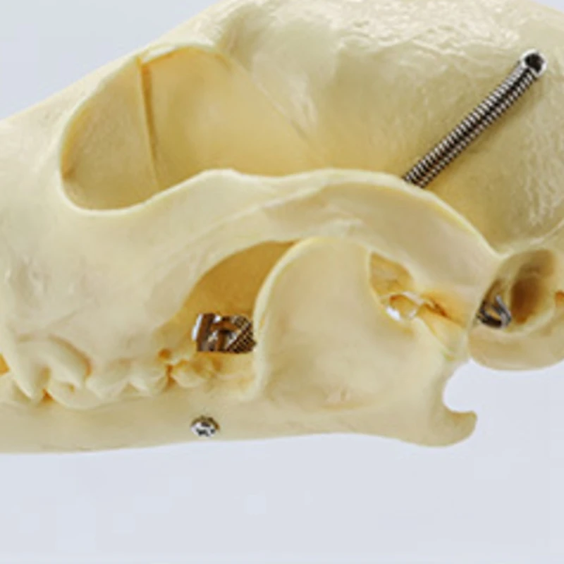 Модель скелета собаки, анатомия собаки, обучающая модель животного, лабораторный ветеринарный обучающий демонстрационный инструмент, простая установка, простота в использовании
