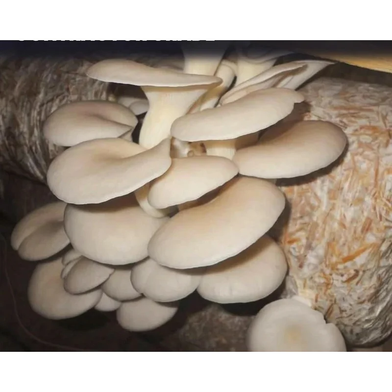 PP Mushroom Spawn Grow Bags – Pre-Sealable, High Temp Substrate Ventilated Bags for Gardening & Fungus Cultivation