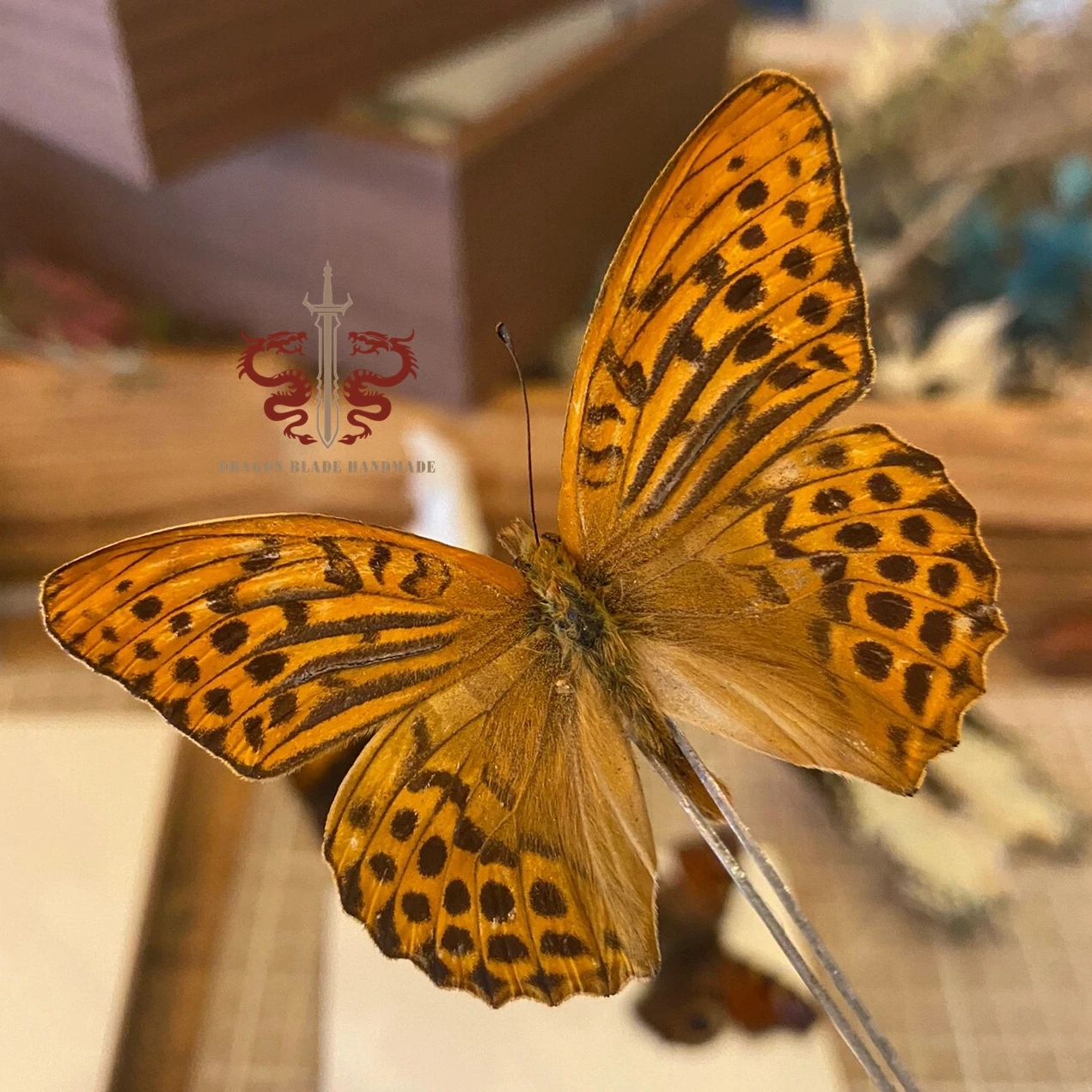 Butterfly specimen Argynnis paphia , 1pc wings spread A1/A- high quality, Decorative Display Collection Gifts