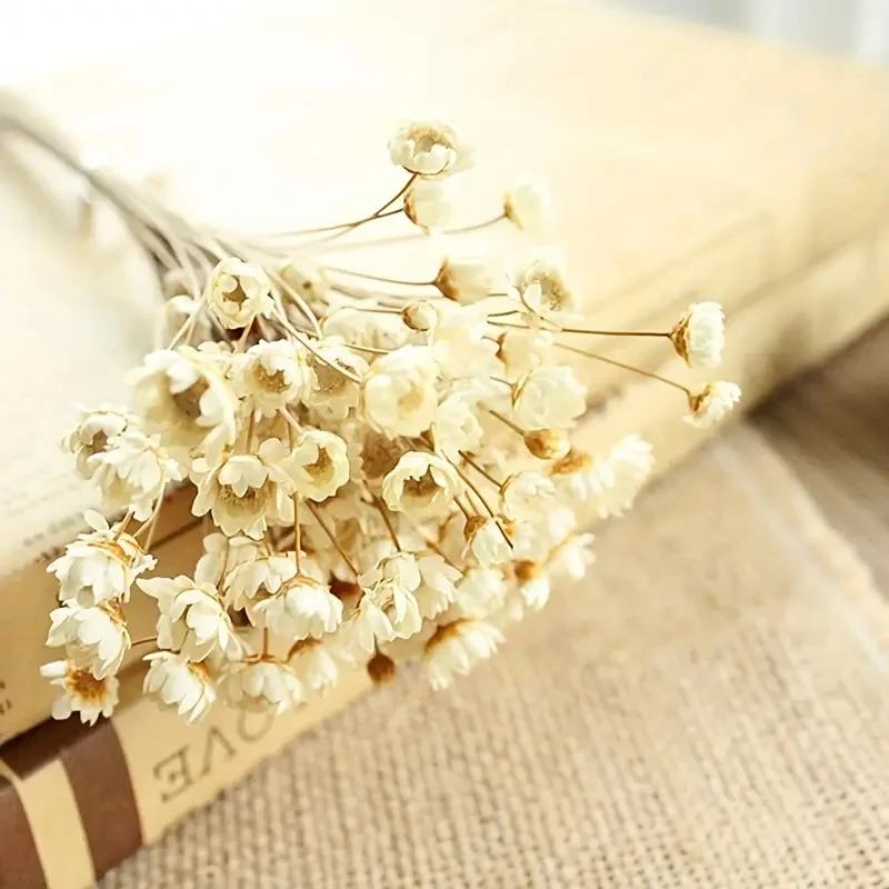 

100pcs 100% Natural Dry Flowers, Brazilian Small Star Daisy Decorative, Dried Flowers Mini Daisy, Chamomile Bouquet For Wedding