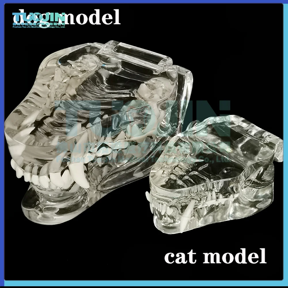 Cat Tooth Model Dog Teeth Model Canine Dentistry Model Animal Pet Teeth Anatomy Teeth Model For Dentist Practice