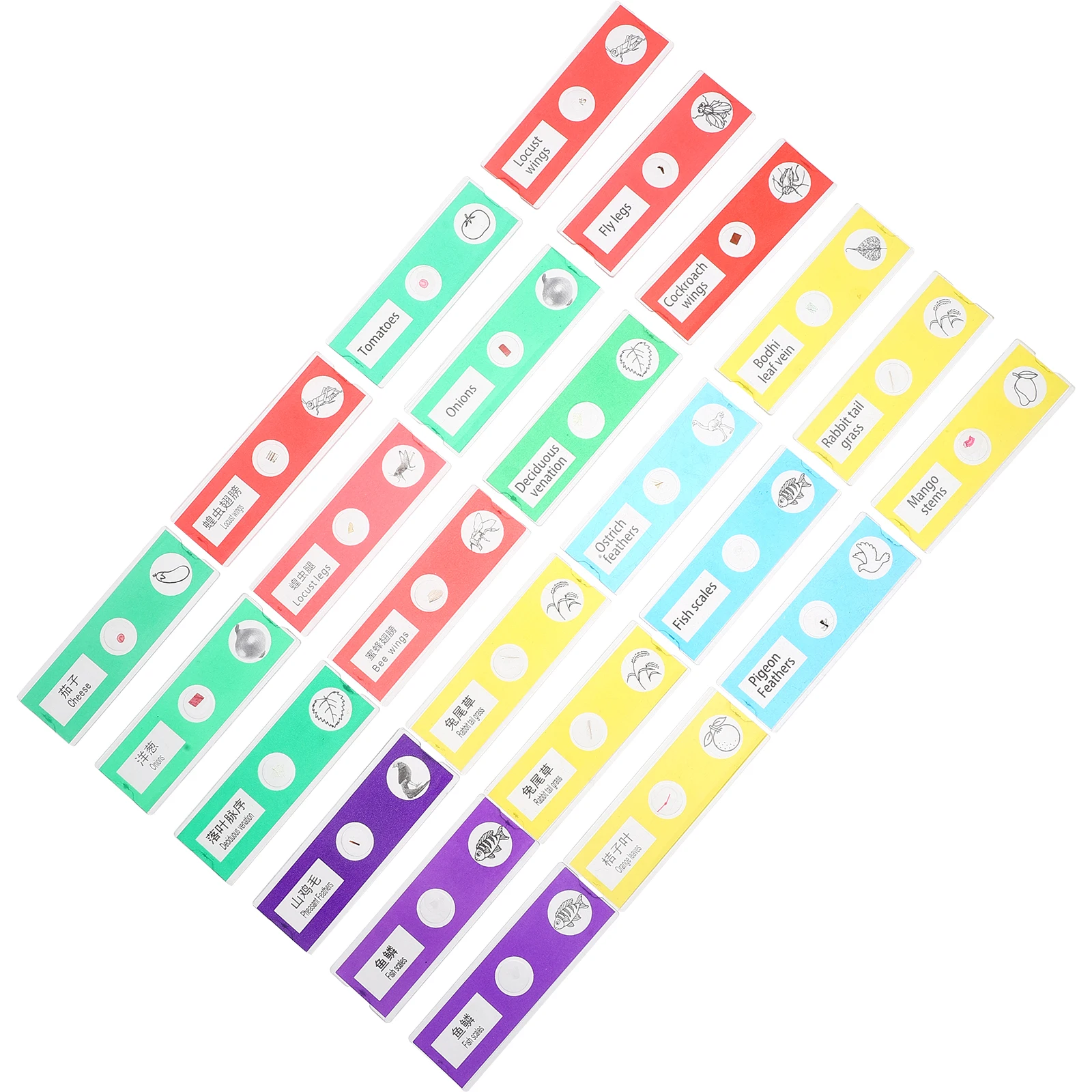 Set di 24 vetrini per microscopio per bambini, campioni biologici preparati per la scienza, piante, animali, fiori, scuola, casa, apprendimento
