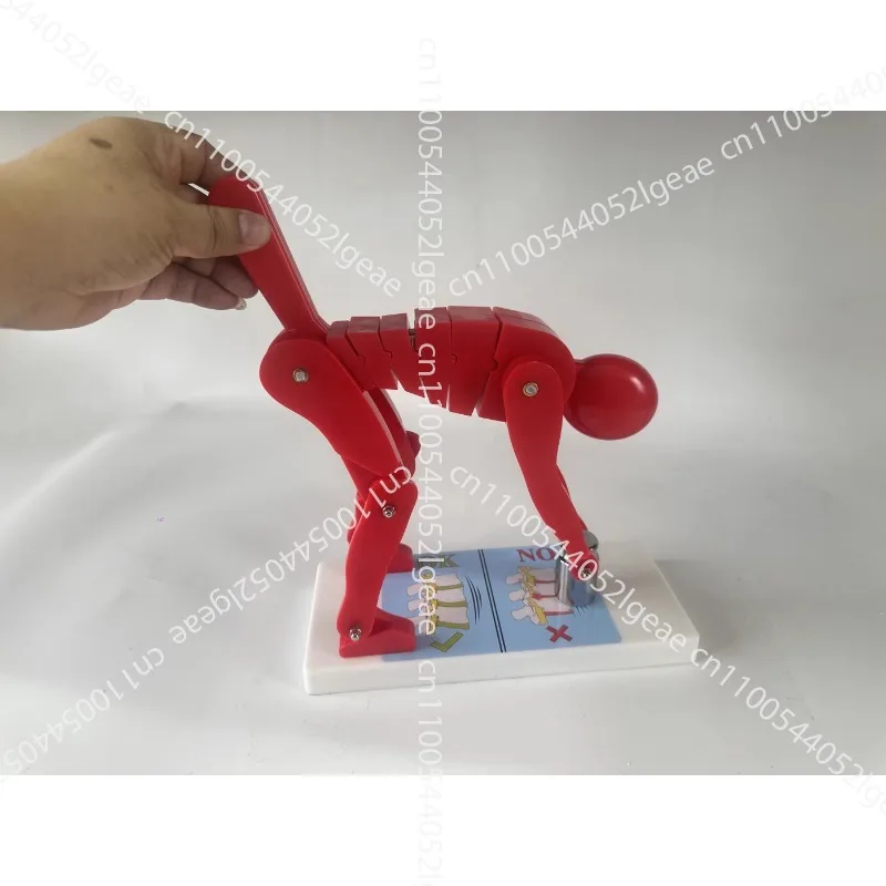 Model for Demonstrating The Force on Spine When Human Body Bends Demonstration of The Position of The Heavy Object