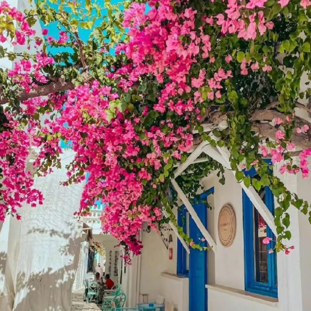 

1PC Realistic Artificial Flowers UV Resistant Fake Silk Silk Bougainvillea Climbing Plant 80cm Long Trailing