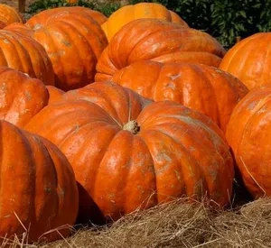 12 최고의 판매 야채 씨앗 -11