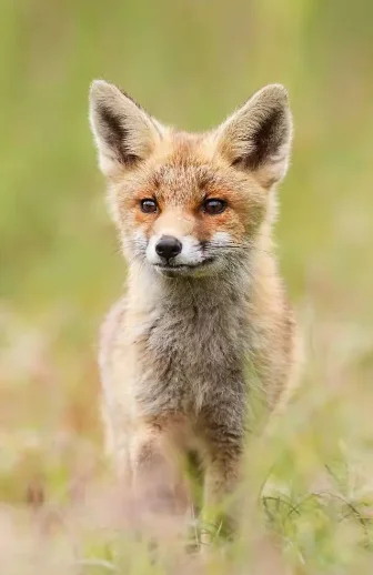 

Контроллер полета AxisFlying Argus ECO 55A+F405 STACK F405 BLHELI_S 55A 4in1 ESC 4-6S 30X30 мм для FPV дронов для фристайла