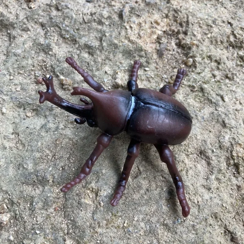 Realistic Insect Model Static Solid Toy Wholesale Hercules Beetle Stag Beetle Collection