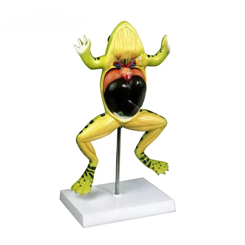 Frog anatomical model of PVC plastic for medical training