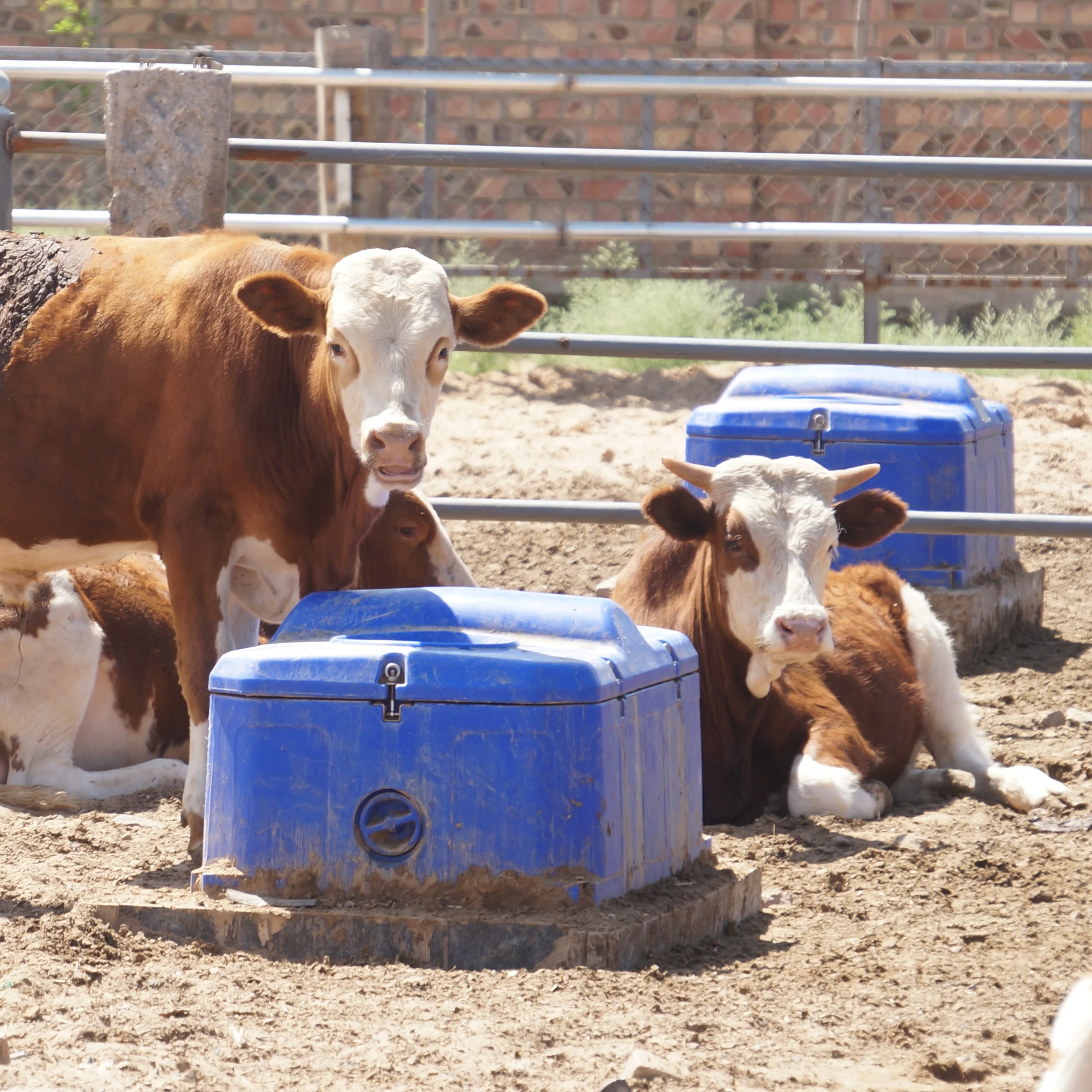 Two Hole Automatic Heating Poultry Feeding Drinker Plastic Cow Drinker Sheep Water Troughs