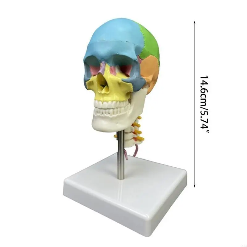LXAA Anatomisch model menselijke schedel Onderwijsmodel Hoofd Gekleurd anatomisch schedelmodel