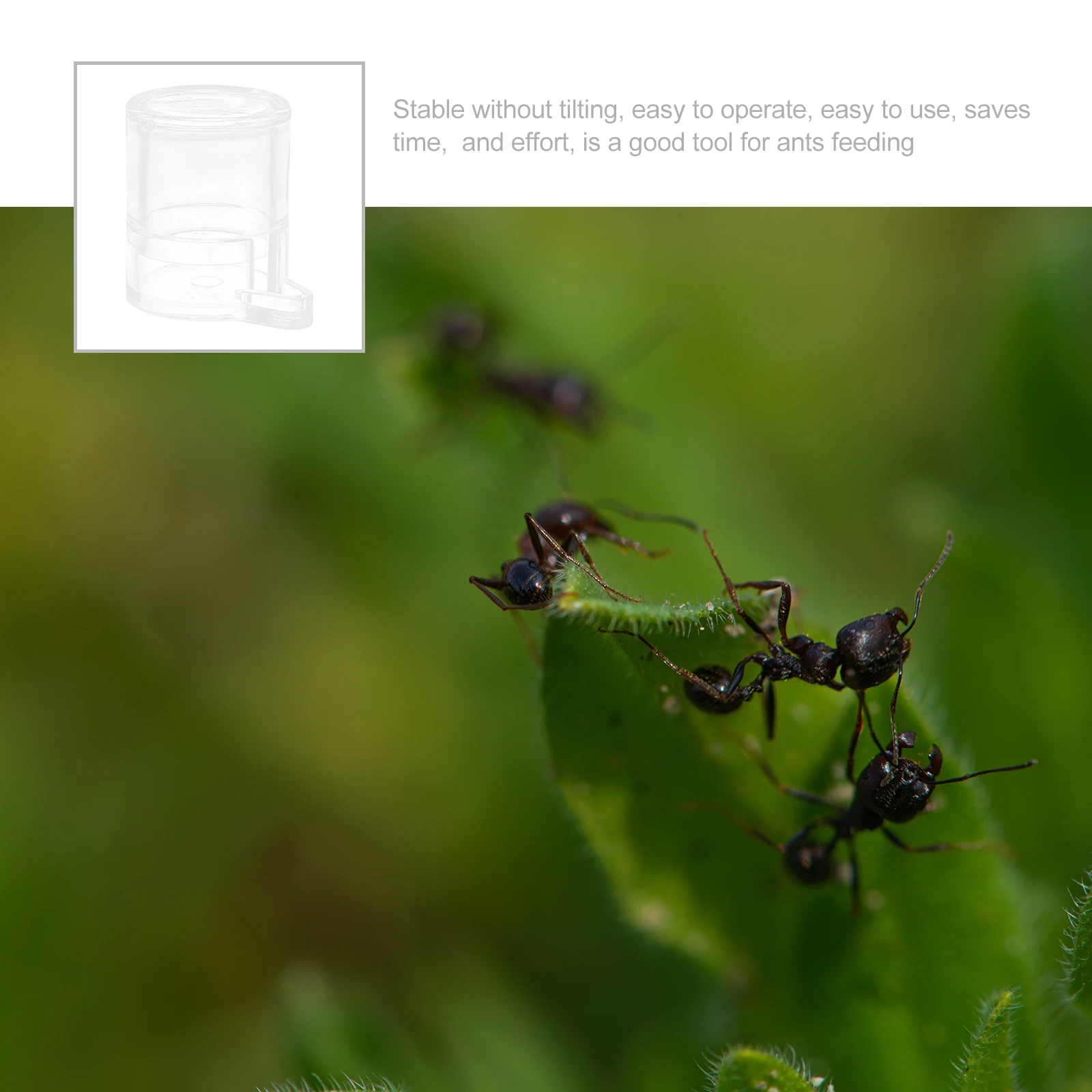 

Ants Nest Water Feeding Area Clear Acrylic Feeder Cup for Ant Keeping System Non-Spill Drinking Container for Breeding Box