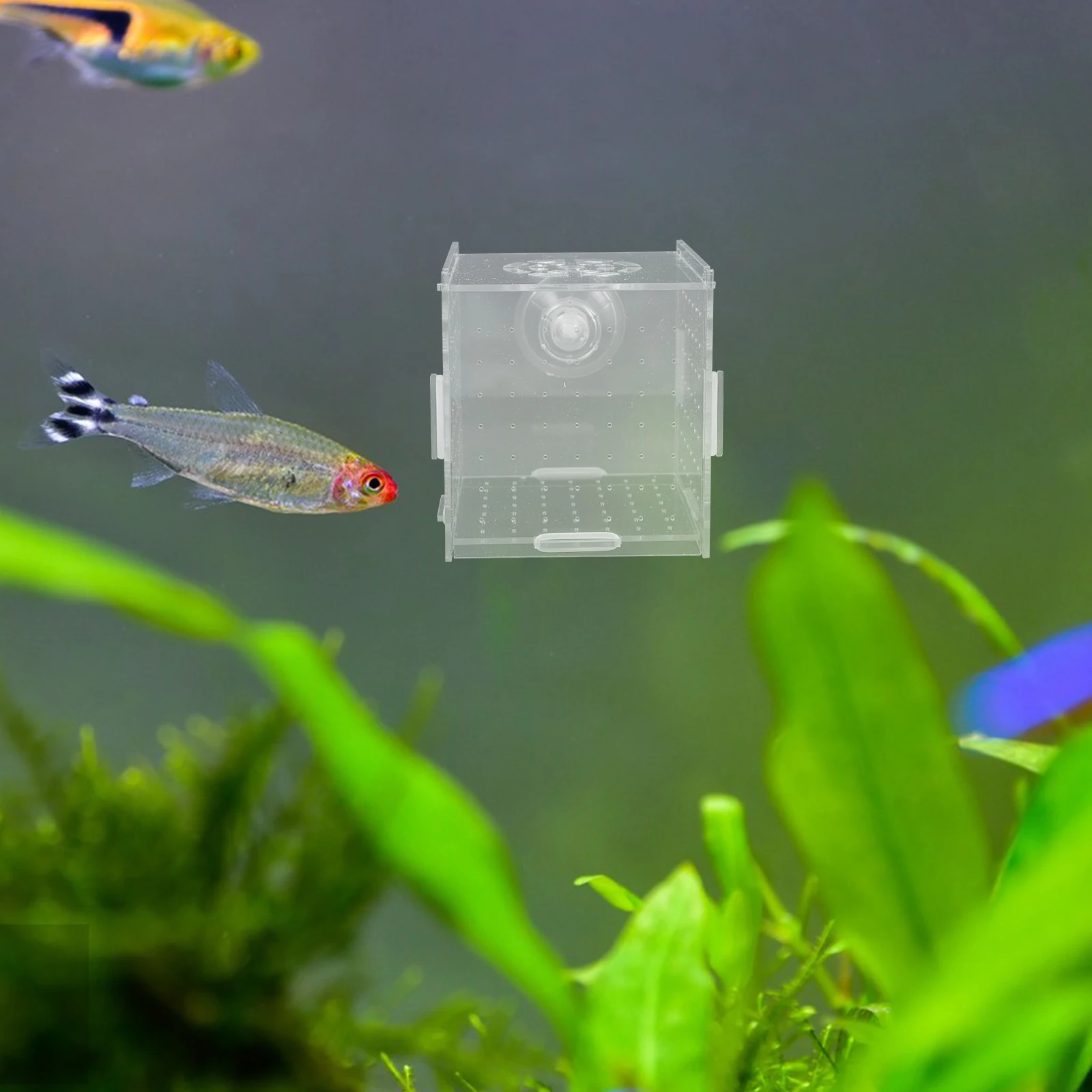 

Clear Acrylic Fish Tank Isolation Box Breeding Cage for Guppies Fry Hatchery Divider Suction Cup Design Multifunctional