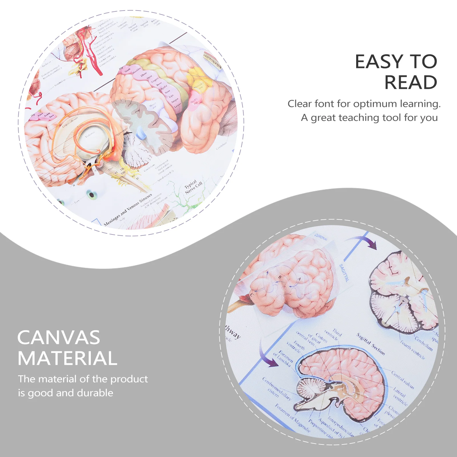 

Human Brain Anatomy Poster Chart Educational Medical Teaching Tool Material School Hospital Classroom Use Clear