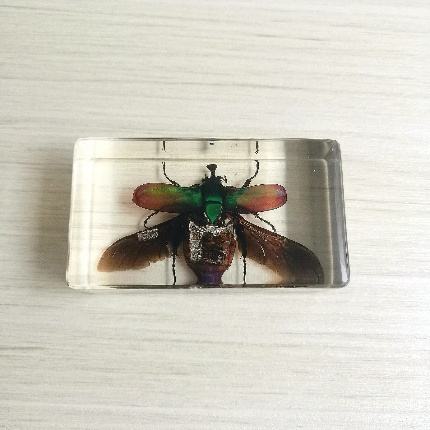 Small Animal Real Insect Resin Specimen Scarab Scorpion Spider Knows Beetle Specimen Marine Gift Teaching Cognition Home Decor