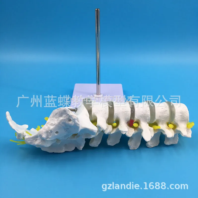 Large Five-Section Lumbar Spine Skeleton with Nerve Model Human Lumbar Spine Bone Model Lumbar Spine Bone Strip Tailbone Model