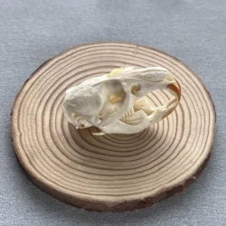 Taxidermy 진짜 뼈 머스크랫 해골, 공예용 진짜 뼈, 가정용 해골 장식, 표본 수집품 연구, 특별 선물