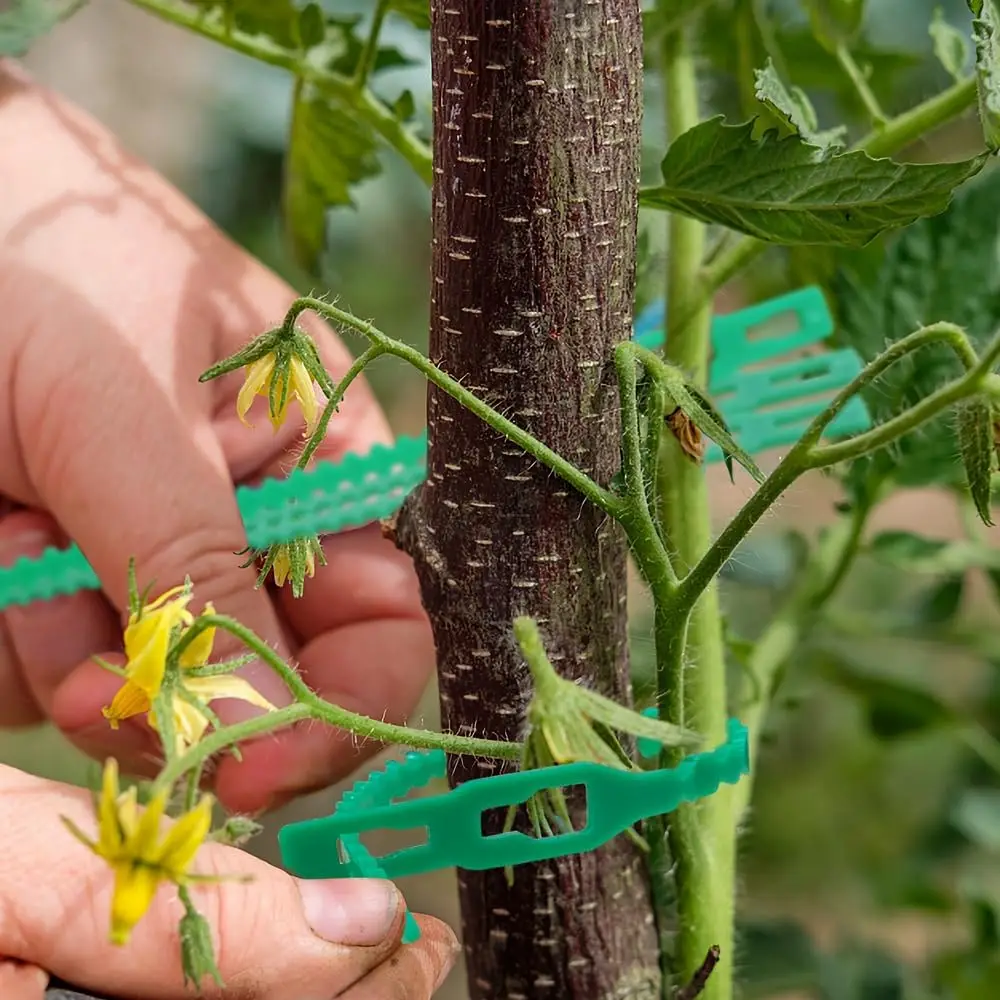 50 buah ikatan kabel untuk tanaman kualitas mengunci sendiri plastik dapat digunakan kembali tanaman pengikat tetap Zip Loop aksesoris berkebun Accessories