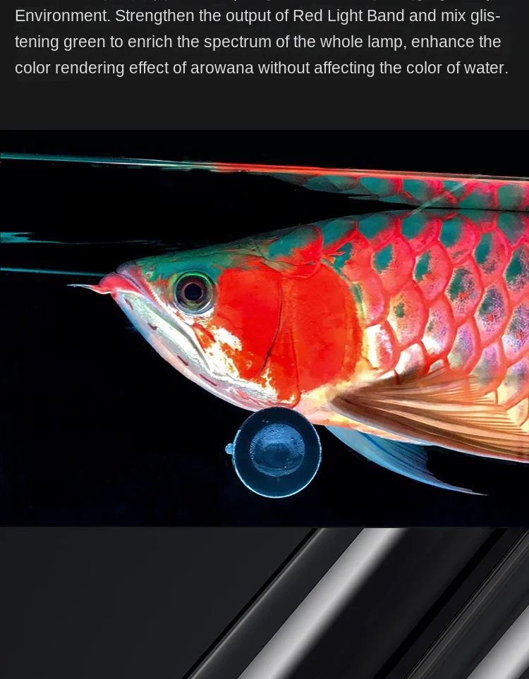 Red Arowana Lamp Special Glass Brightened Color IP65 Diving Light